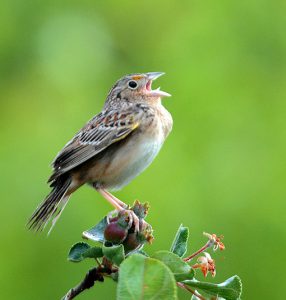 Grasshopper Sparrow Grasshopper Sparrow